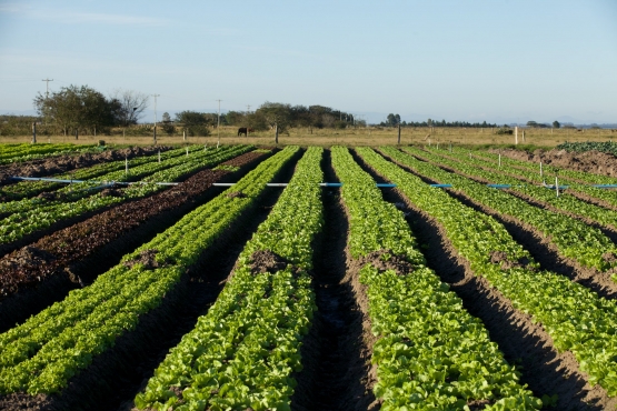 Agricultura familiar garante alimentação de estudantes ribeirinhos no Município de Santarém, no Pará