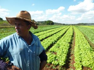Agricultura familiar recheia despensas escolares em Goiás